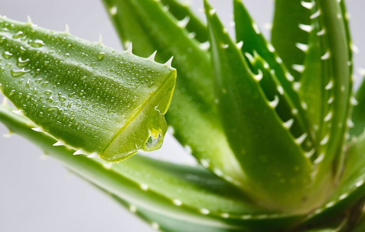 एलो वेरा (Aloe Vera)